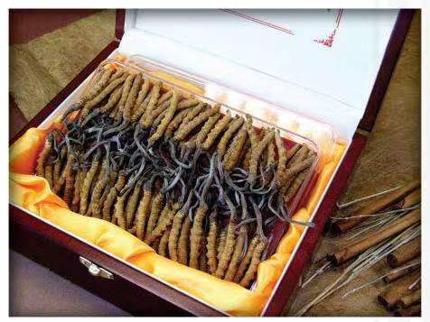 穆棱冬虫夏草回收